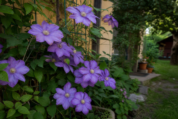 Clematis – ghid complet de cultivare și îngrijire