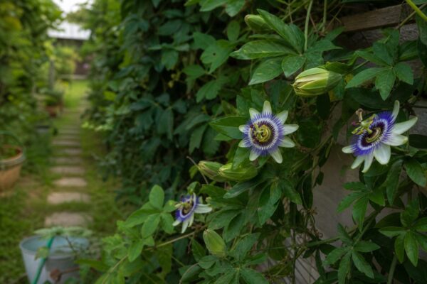 Floarea pasiunii (Passiflora caerulea) – ghid complet de cultivare și îngrijire