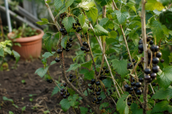 Coacăz negru (Ribes nigrum) – sfaturi pentru plantare, creștere și întreținere
