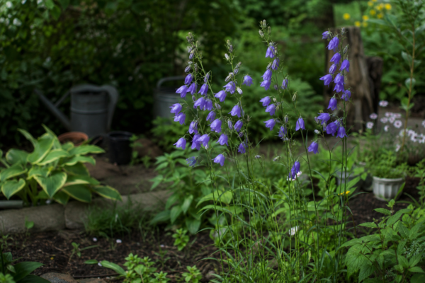 Clopoțel (Campanula persicifolia) – ghid complet de cultivare și îngrijire