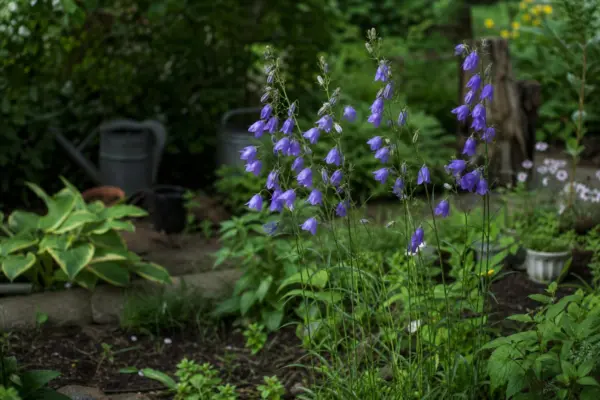 Clopoțel (Campanula persicifolia) – ghid complet de cultivare și îngrijire