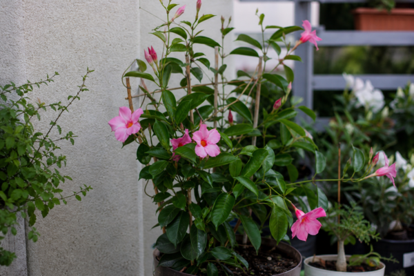Dipladenia (Mandevilla sanderi) – ghid practic de plantare și îngrijire