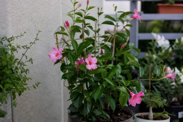 Dipladenia (Mandevilla sanderi) – ghid practic de plantare și îngrijire