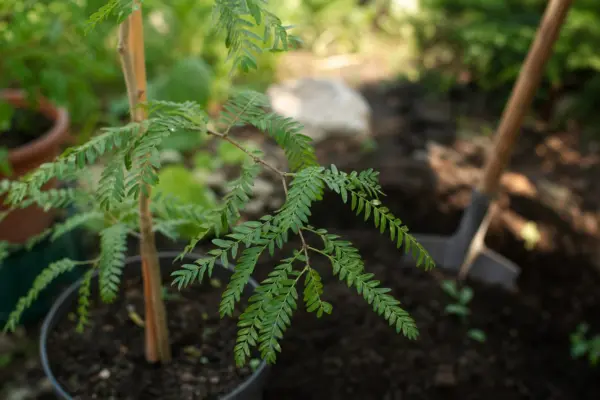 Glădiță (Gleditsia triacanthos) – ghid practic de plantare și îngrijire