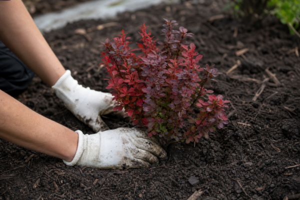 Berberis (Berberis thunbergii): cum se plantează și cum se îngrijește