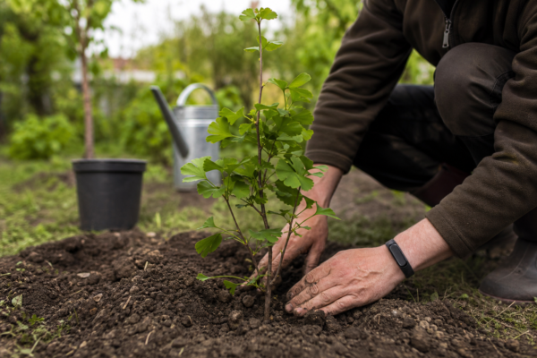 Ginkgo biloba – plantare și îngrijire pas cu pas