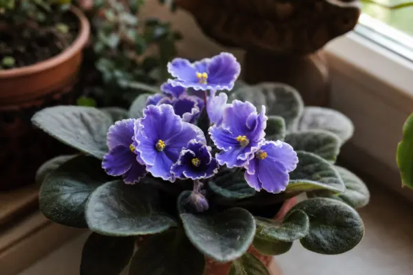 Violeta africană (Saintpaulia ionantha) – ghid complet de cultivare și îngrijire