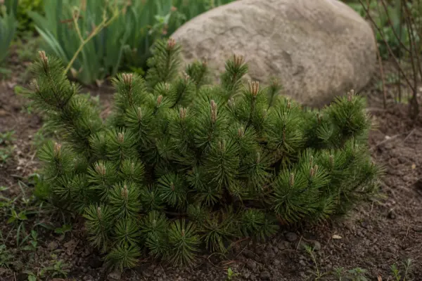 Jneapăn (Pinus mugo) – tot ce trebuie să știi despre plantare și îngrijire
