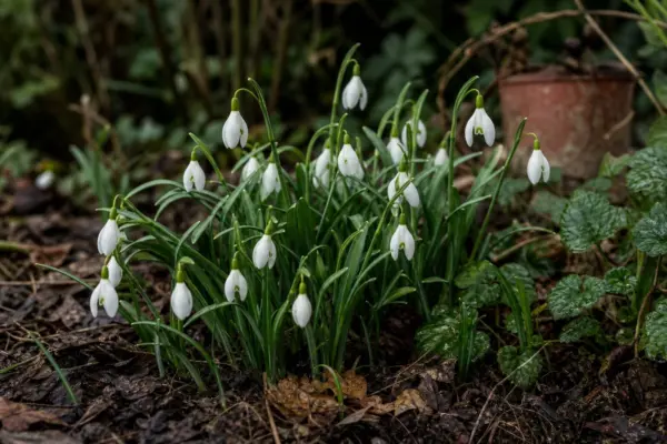 Ghiocel (Galanthus nivalis) – ghid complet de cultivare și îngrijire