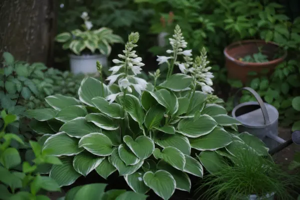 Hosta plantaginea – plantare și îngrijire pas cu pas
