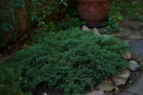 Ienupăr târâtor (Juniperus horizontalis) – plantare și îngrijire pas cu pas