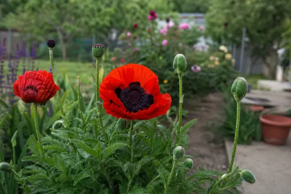 Mac de grădină (Papaver orientale) – plantare și îngrijire pas cu pas