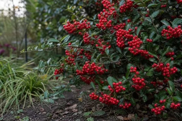 Pyracantha (Pyracantha coccinea) – de la plantare la întreținerea de zi cu zi