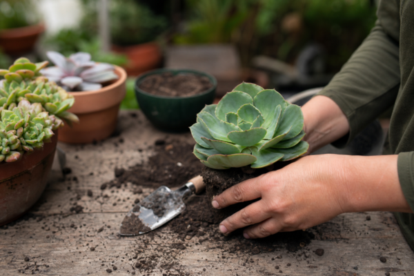 Echeveria elegans – plantare, îngrijire și greșeli de evitat