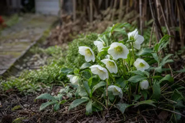 Trandafirul de Crăciun (Helleborus niger) – ghid practic de plantare și îngrijire