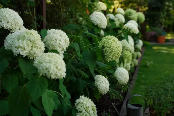 Hortensie Annabelle (Hydrangea arborescens) – condiții de creștere, plantare și îngrijire