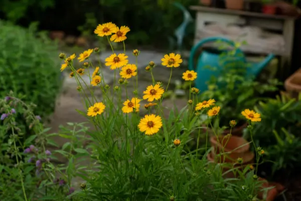 Coreopsis grandiflora: cum se plantează și cum se îngrijește corect