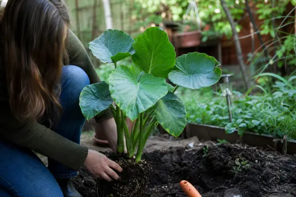 Urechea elefantului (Alocasia amazonica) – tot ce trebuie să știi despre plantare și îngrijire