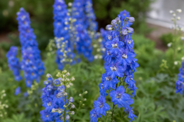 Delphinium (Delphinium elatum): plantare și întreținere pas cu pas