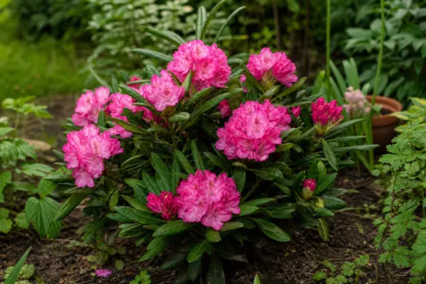 Rododendron (Rhododendron hybridum) – sfaturi de plantare și îngrijire
