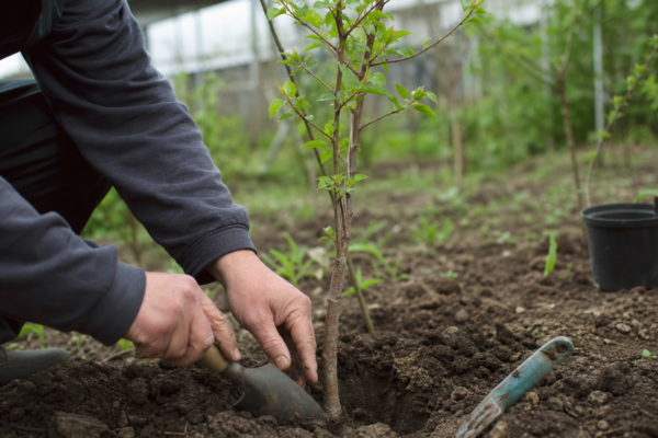 Cais (Prunus armeniaca) – plantare și îngrijire pas cu pas