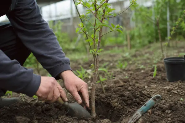 Cais (Prunus armeniaca) – plantare și îngrijire pas cu pas