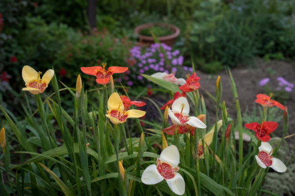 Floarea tigrului (Tigridia pavonia) – tot ce trebuie să știi despre plantare și îngrijire