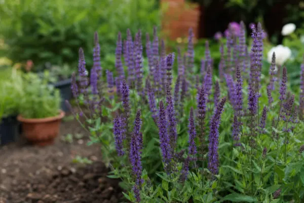 Salvia de grădină (Salvia nemorosa) – plantare, îngrijire și greșeli de evitat