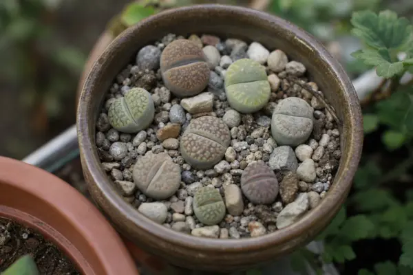 Lithops (Lithops pseudotruncatella) – de la plantare la întreținerea de zi cu zi