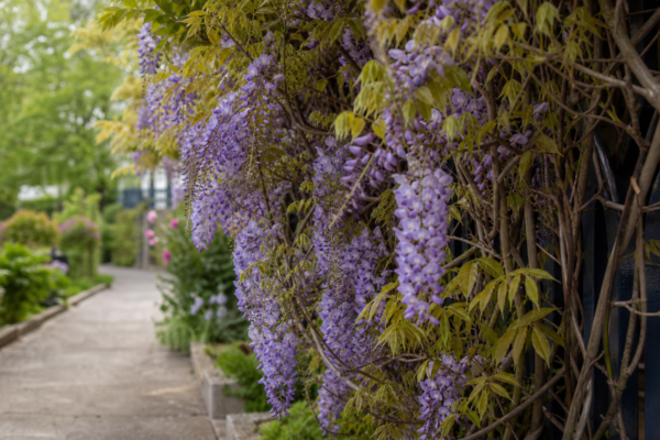 Glicină (Wisteria sinensis) – sfaturi pentru plantare, creștere și întreținere