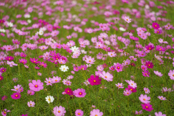 Cosmosul (Cosmos bipinnatus): ghid practic de plantare și îngrijire