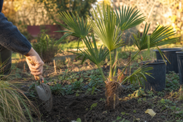Palmier de grădină (Trachycarpus fortunei) – plantare și îngrijire pas cu pas
