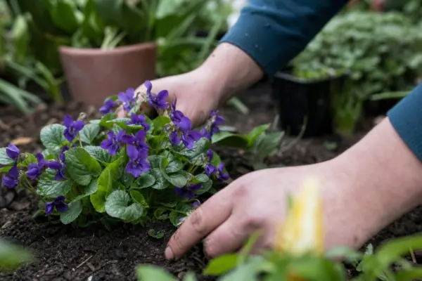 Toporaș (Viola odorata) – sfaturi de plantare și îngrijire