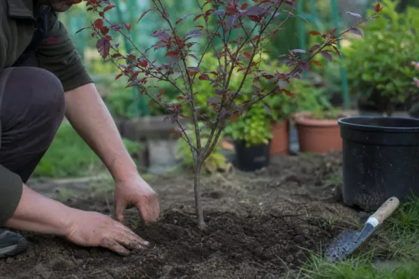 Corcoduș roșu (Prunus cerasifera) – condiții de creștere, plantare și îngrijire