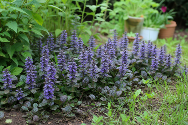 Vinerița (Ajuga reptans): ce condiții cere și cum o îngrijești