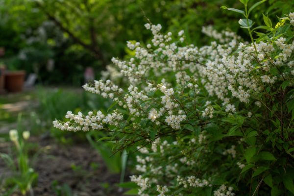 Deutzia gracilis: ce condiții cere și cum o îngrijești