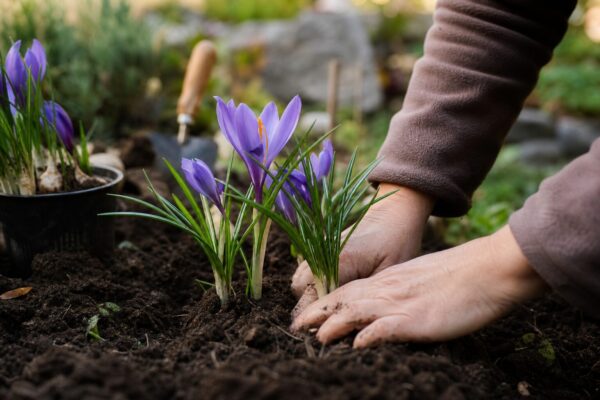 Brândușa de toamnă (Colchicum autumnale): cum se plantează și cum se îngrijește corect