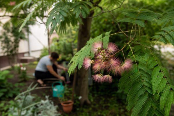 Arborele de mătase (Albizia julibrissin) – de la plantare la întreținerea de zi cu zi