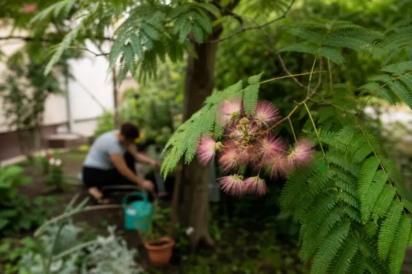 Arborele de mătase (Albizia julibrissin) – de la plantare la întreținerea de zi cu zi