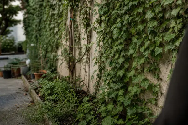 Iedera (Hedera helix) – tot ce trebuie să știi despre plantare și îngrijire