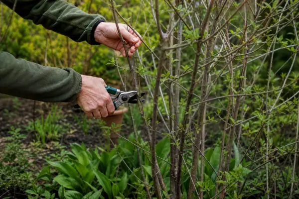 Corn (Cornus mas) – de la plantare la întreținerea de zi cu zi