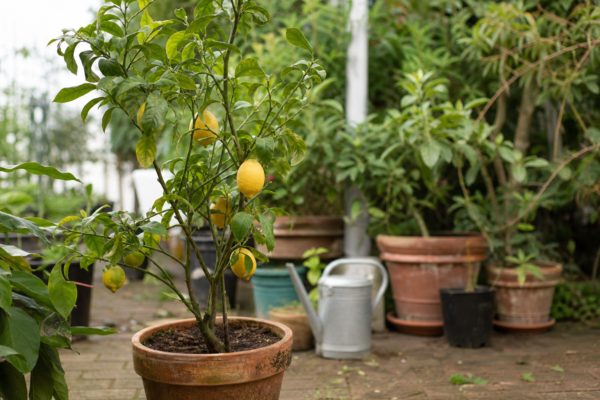 Lămâi în ghiveci (Citrus limon) – plantare, udare și întreținere