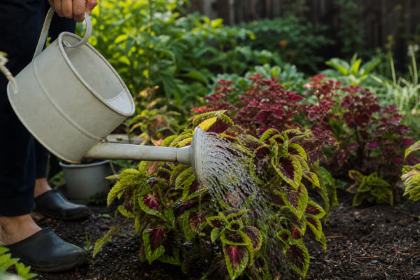 Urzicuță (Coleus blumei) – plantare, udare și întreținere