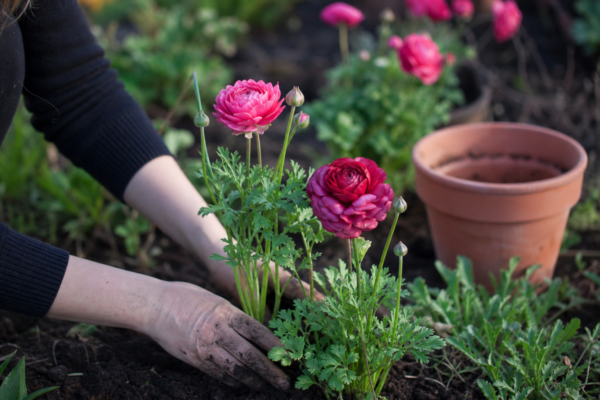Ranunculus asiaticus – tot ce trebuie să știi despre plantare și îngrijire
