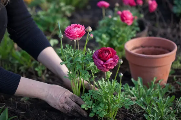Ranunculus asiaticus – tot ce trebuie să știi despre plantare și îngrijire