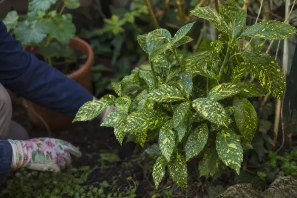 Aucuba (Aucuba japonica) – plantare, îngrijire și greșeli de evitat