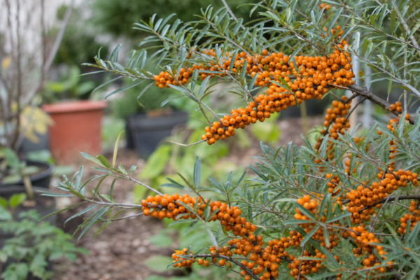 Cătină (Hippophae rhamnoides) – ghid complet de cultivare și îngrijire