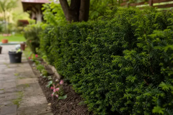 Tisa (Taxus baccata) – condiții de creștere, plantare și îngrijire