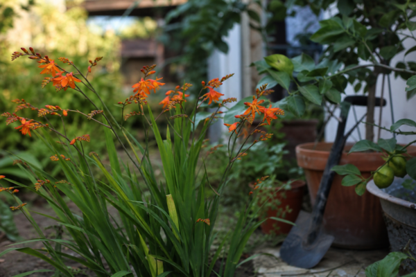 Crocosmia crocosmiiflora – plantare, îngrijire și greșeli de evitat