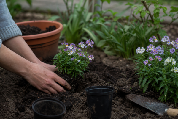 Nemesia strumosa – plantare și îngrijire pas cu pas